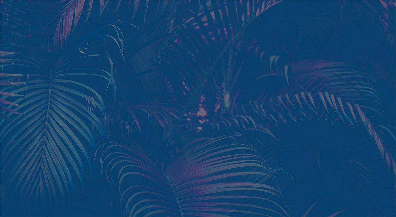 夜晚的棕榈树